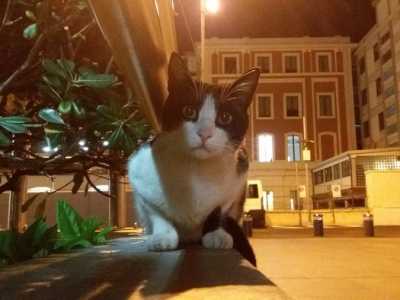 Felix per� ha il musetto bianco e il pelo intorno agli occhi pi� scuro (come l�omonimo testimonial dei croccantini)... 
